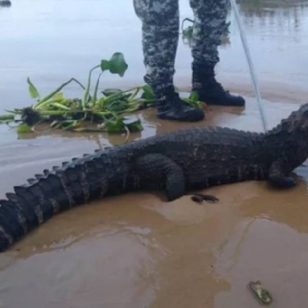 crocodilo em Salvador capa