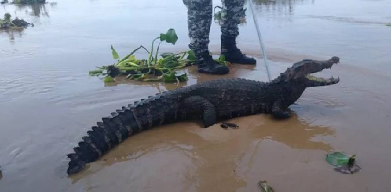 crocodilo em Salvador capa