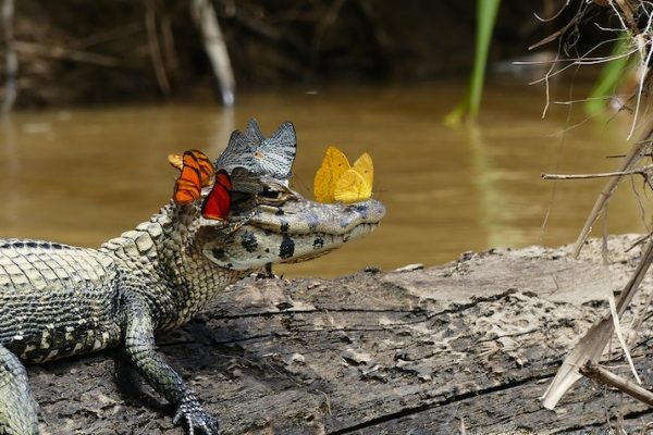 crocodilo feliz capa