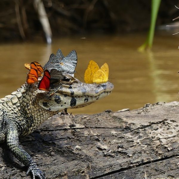 crocodilo feliz capa