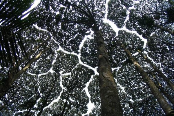 crown-shyness-trees-avoid-touching-59929ad041876__880