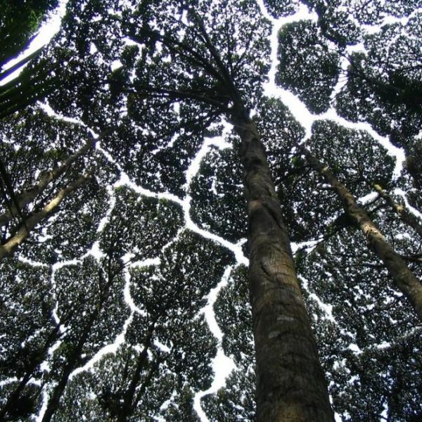 crown-shyness-trees-avoid-touching-59929ad041876__880