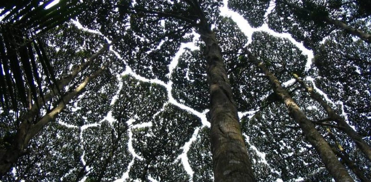 crown-shyness-trees-avoid-touching-59929ad041876__880