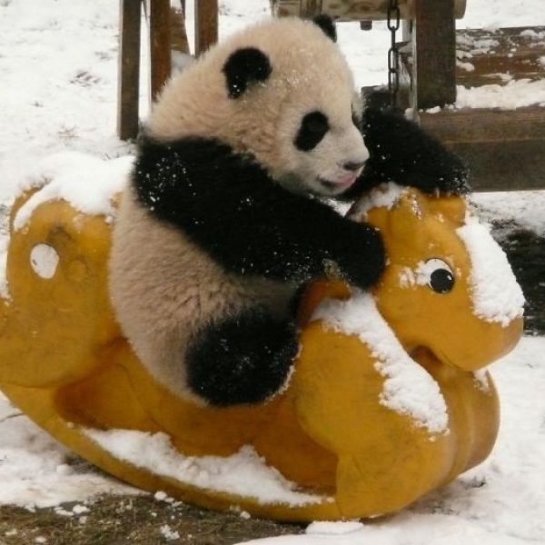 cuidar de pandas 03