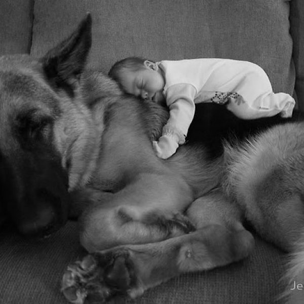 cute-big-dogs-and-babies-1