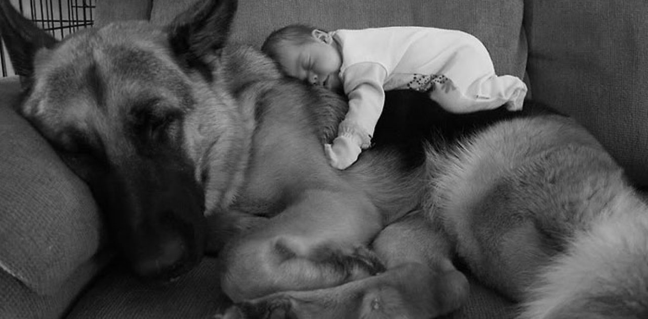 cute-big-dogs-and-babies-1