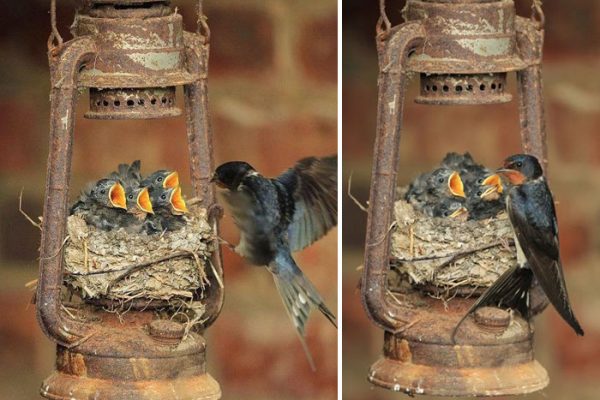 cute-bird-parents-30__700