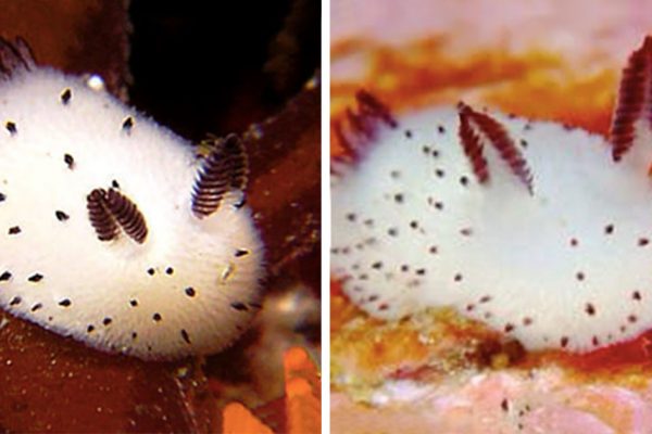 cute-bunny-sea-slug-jorunna-parva-fb3