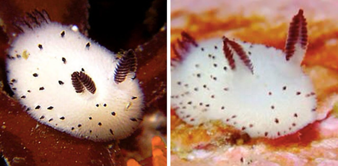 cute-bunny-sea-slug-jorunna-parva-fb3