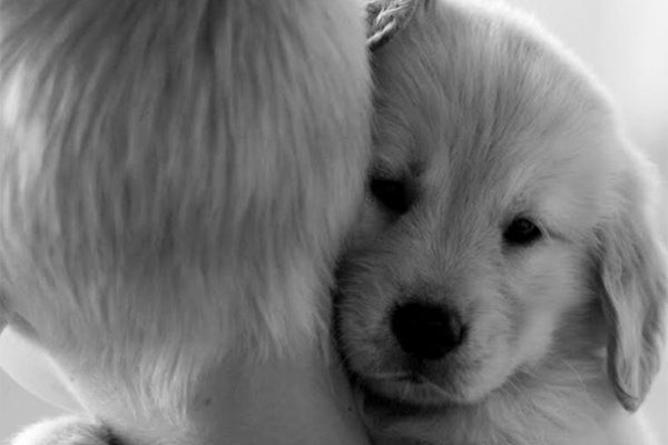 cute-dogs-hugging-humans-99