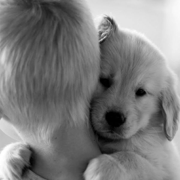 cute-dogs-hugging-humans-99