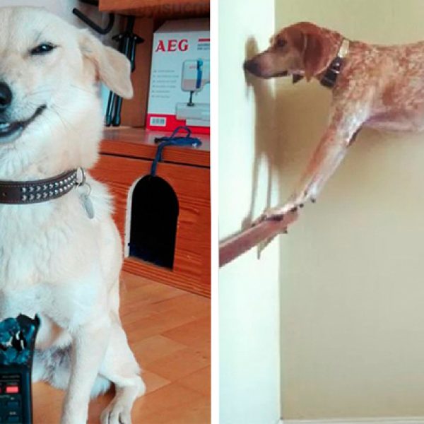 cães arteiros capa