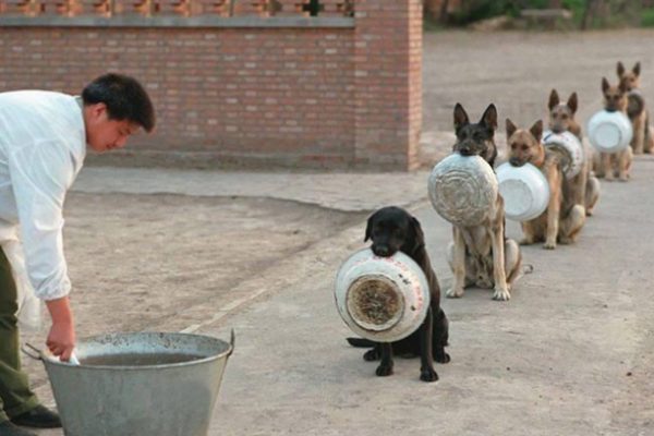 cães disciplinados capa