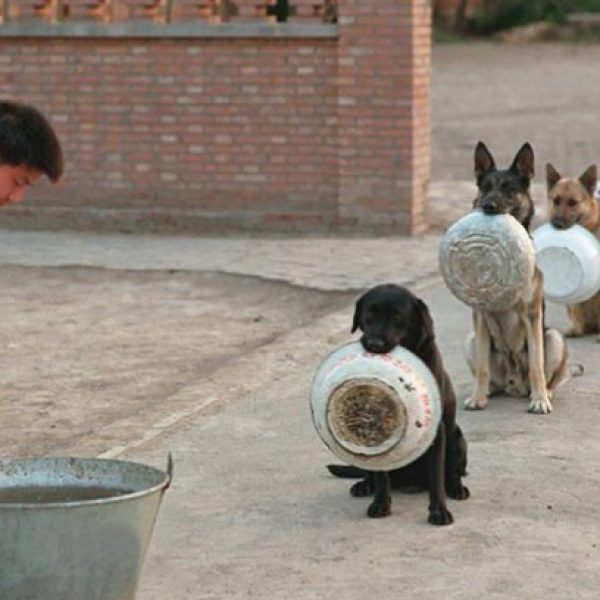 cães disciplinados capa