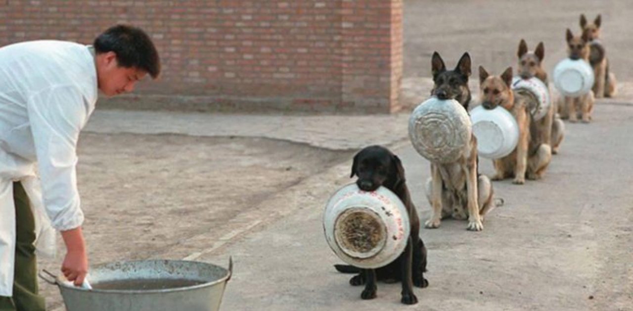 cães disciplinados capa