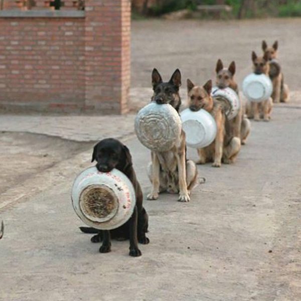 cães disciplinados mobile