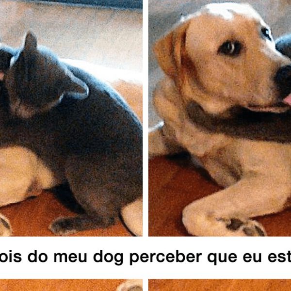 cães e gatos capa