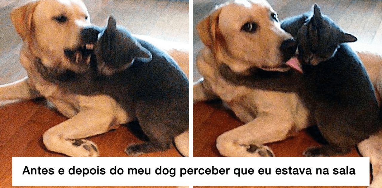 cães e gatos capa