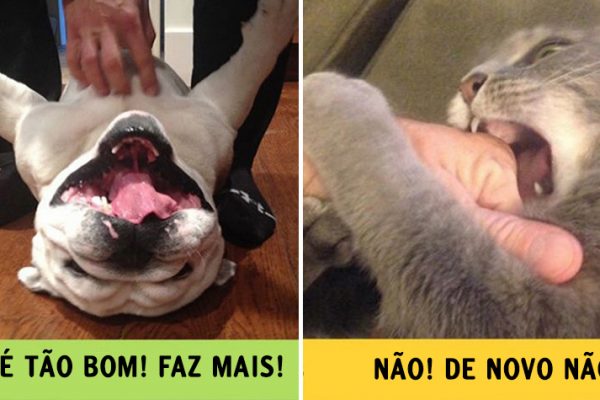 cães e gatos capa