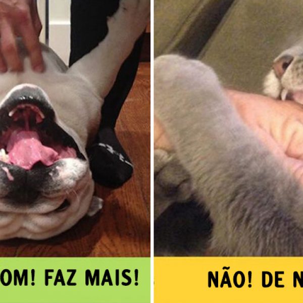 cães e gatos capa