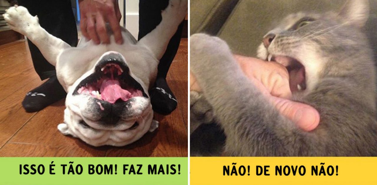 cães e gatos capa