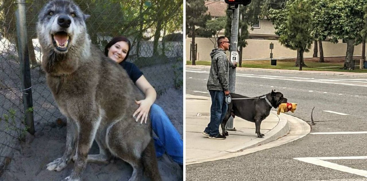 cães gigantes capa