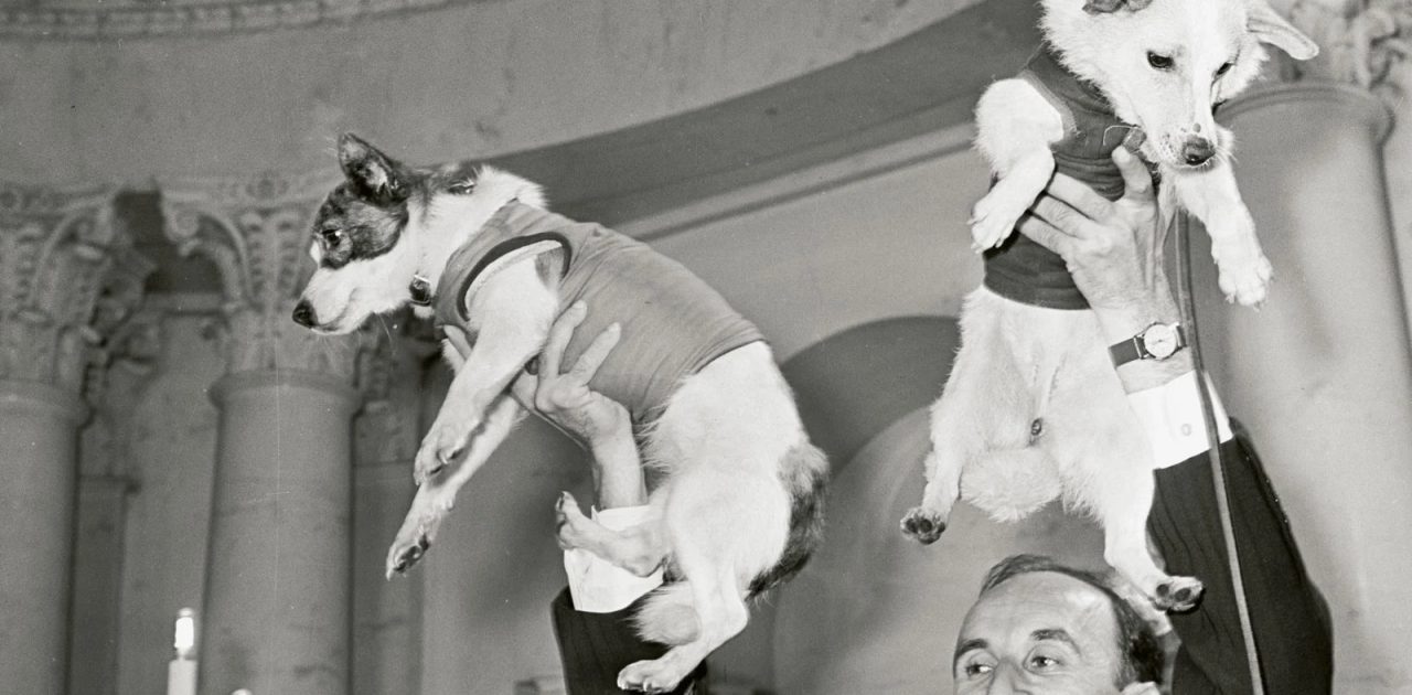cães no espaço capa