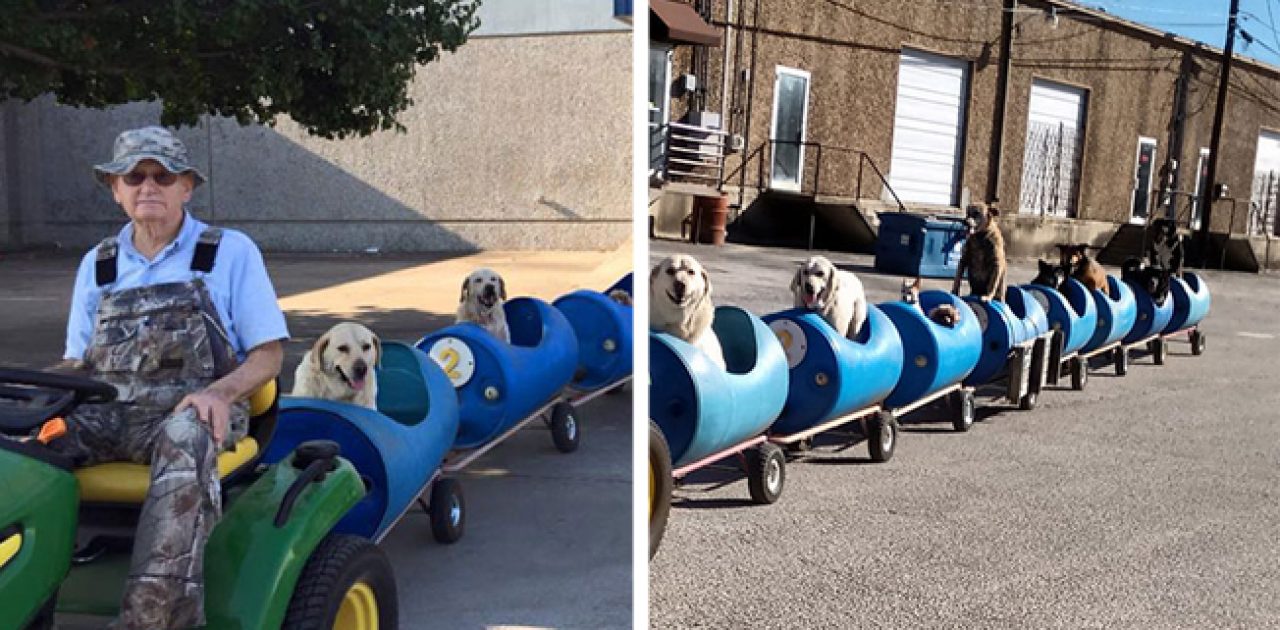 cães no trem capa