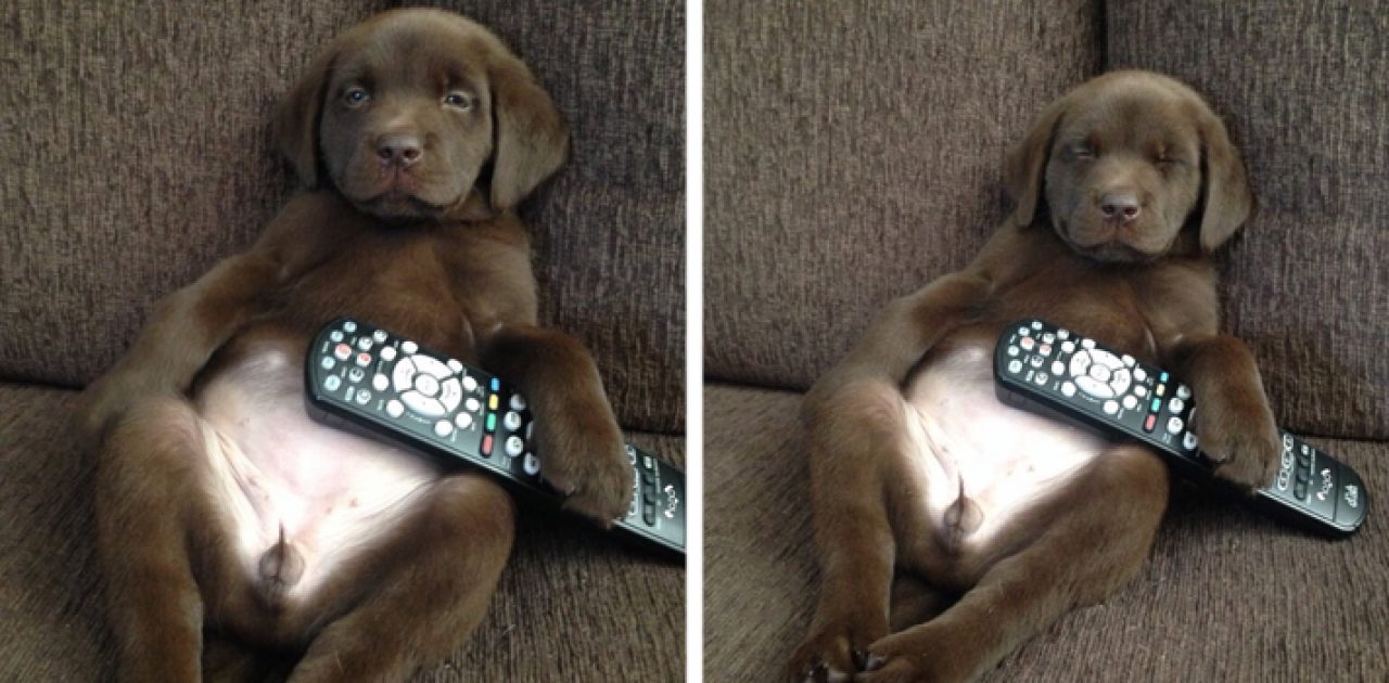 cães no twitter capa