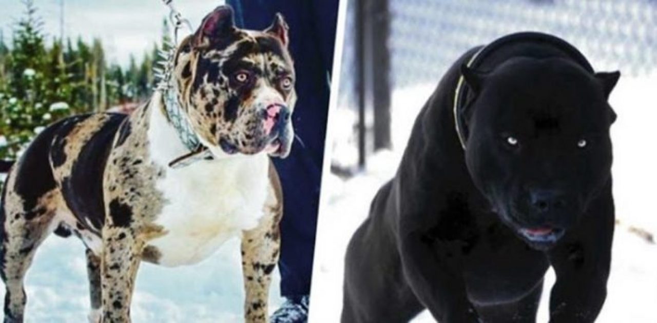 cães perigosos capa