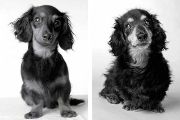 cães velhos capa