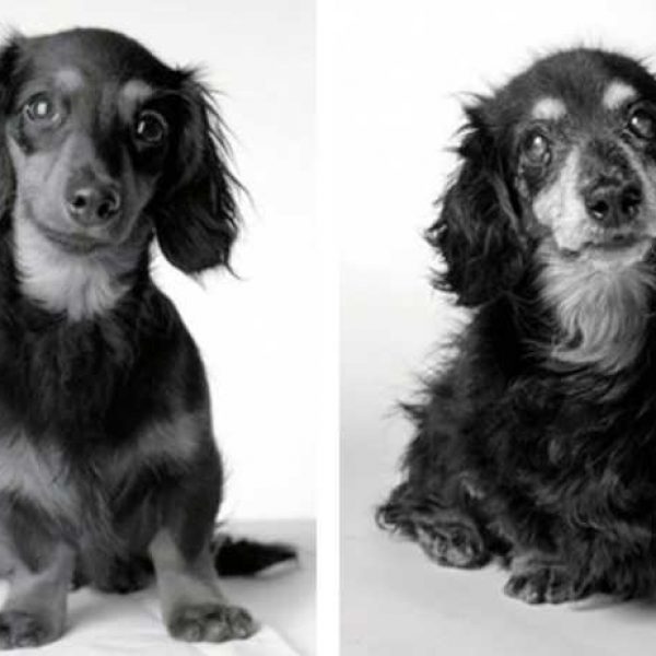cães velhos capa