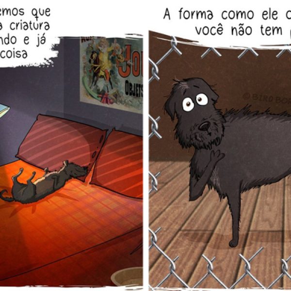 cão adotado capa