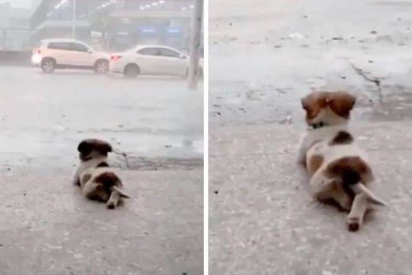 cão ama chuva capa