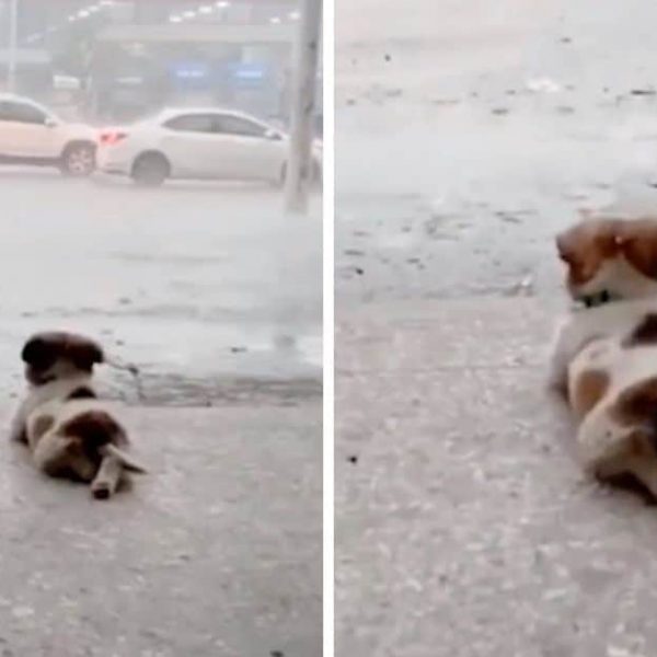 cão ama chuva capa
