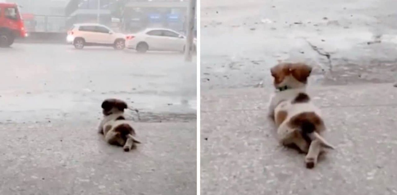 cão ama chuva capa