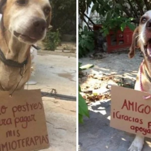 cão com câncer capa
