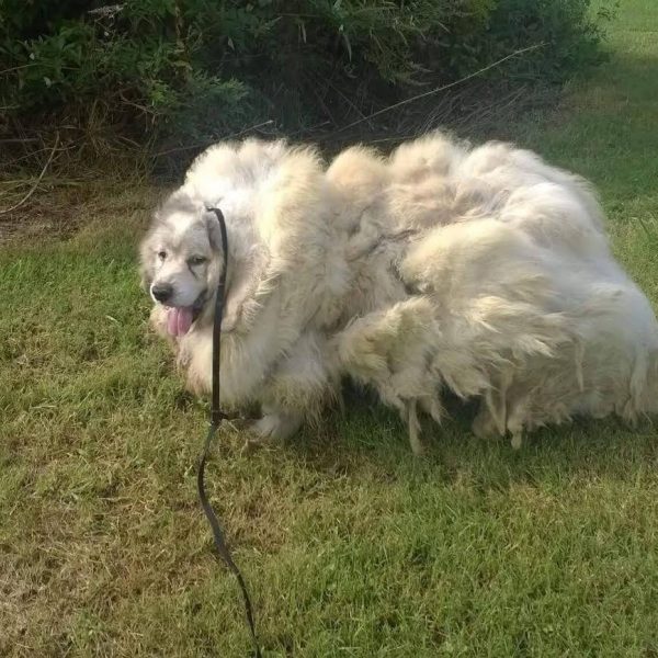 cão com tumor 01