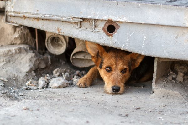 cão de rua 02