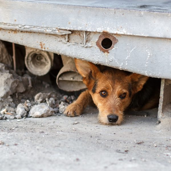 cão de rua 02