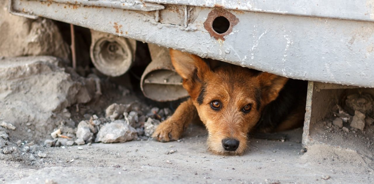 cão de rua 02