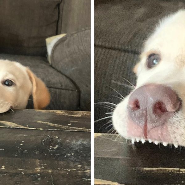 cão dentuço capa