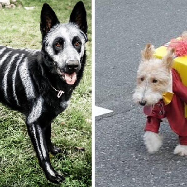 cão dia das bruxas capa