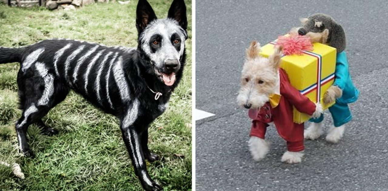 cão dia das bruxas capa