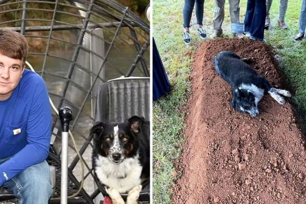 cão e dono capa