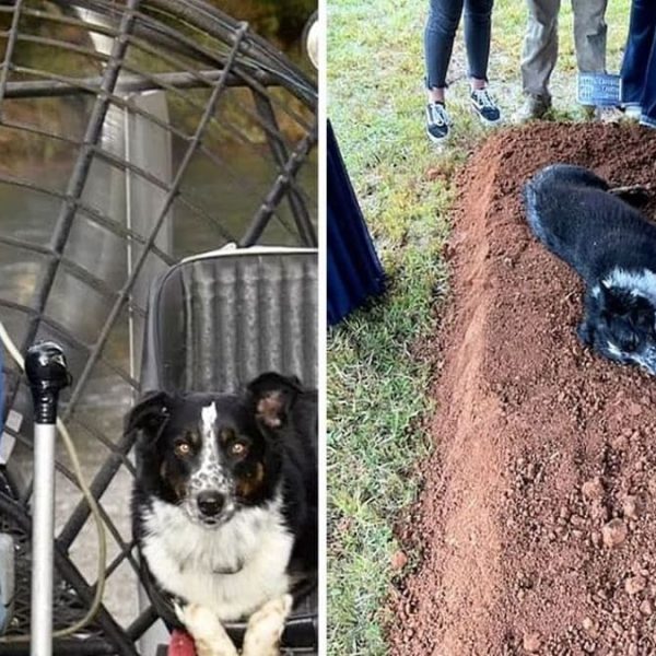 cão e dono capa