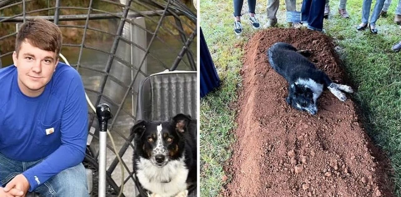 cão e dono capa