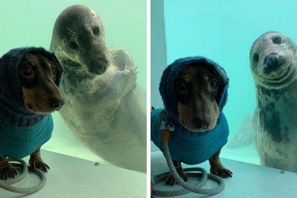 cão e foca capa