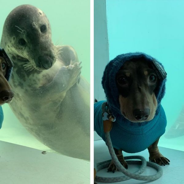 cão e foca capa