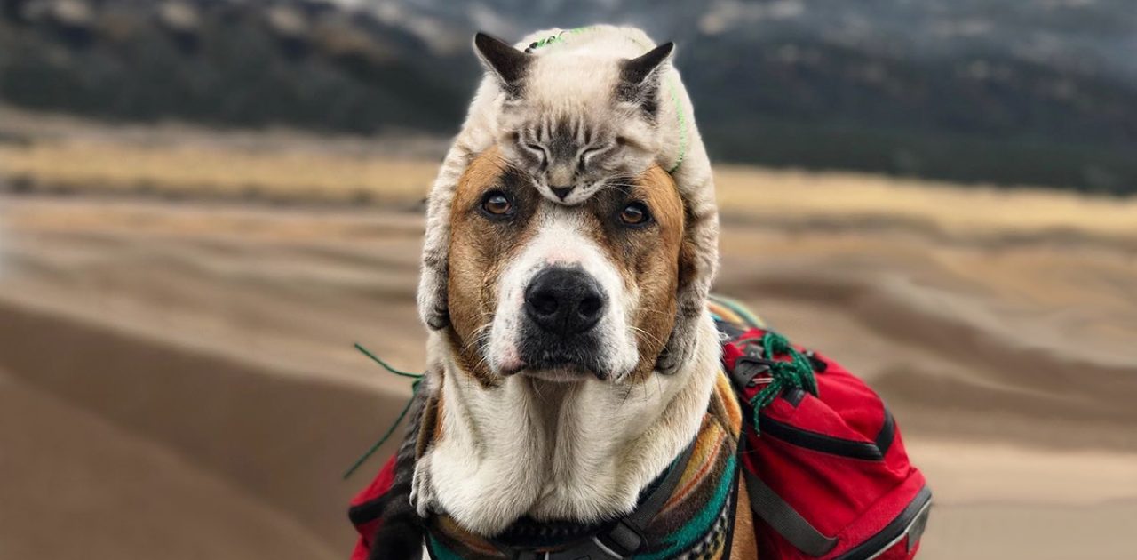 cão e gato capa